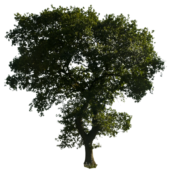 Tree 52 png by gd08 PlusPng.c