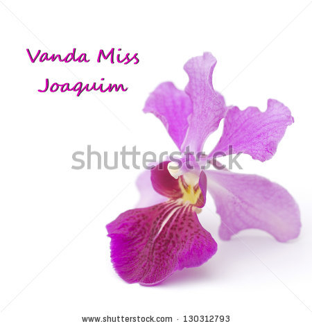 The Vanda Miss Joaquim, an or