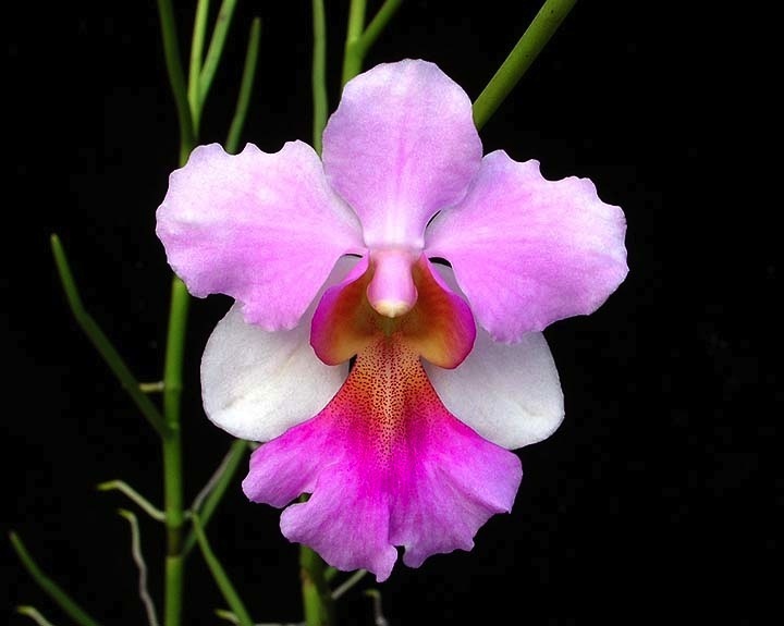 National Flower Of Singapore Vanda Miss Joaquim PNG - 48157