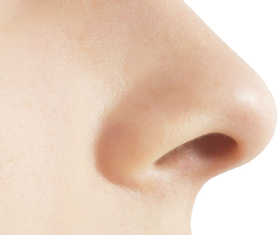 Similar Nose PNG Image