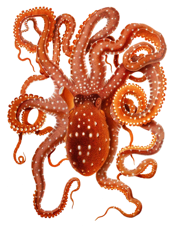 Octopus illustration PNG, Oct