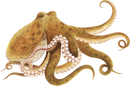 Octopus PNG - 3104