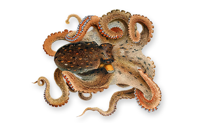 Octopus PNG - 3106