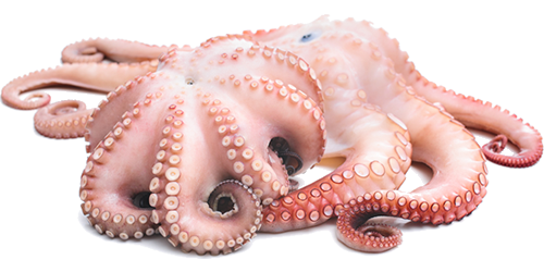 Octopus PNG - 3105