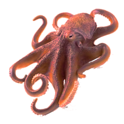 jpg 1800x2000 Octopus no back