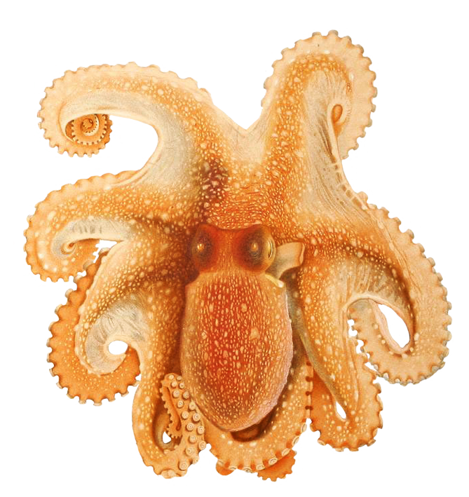 Octopus PNG - 3110