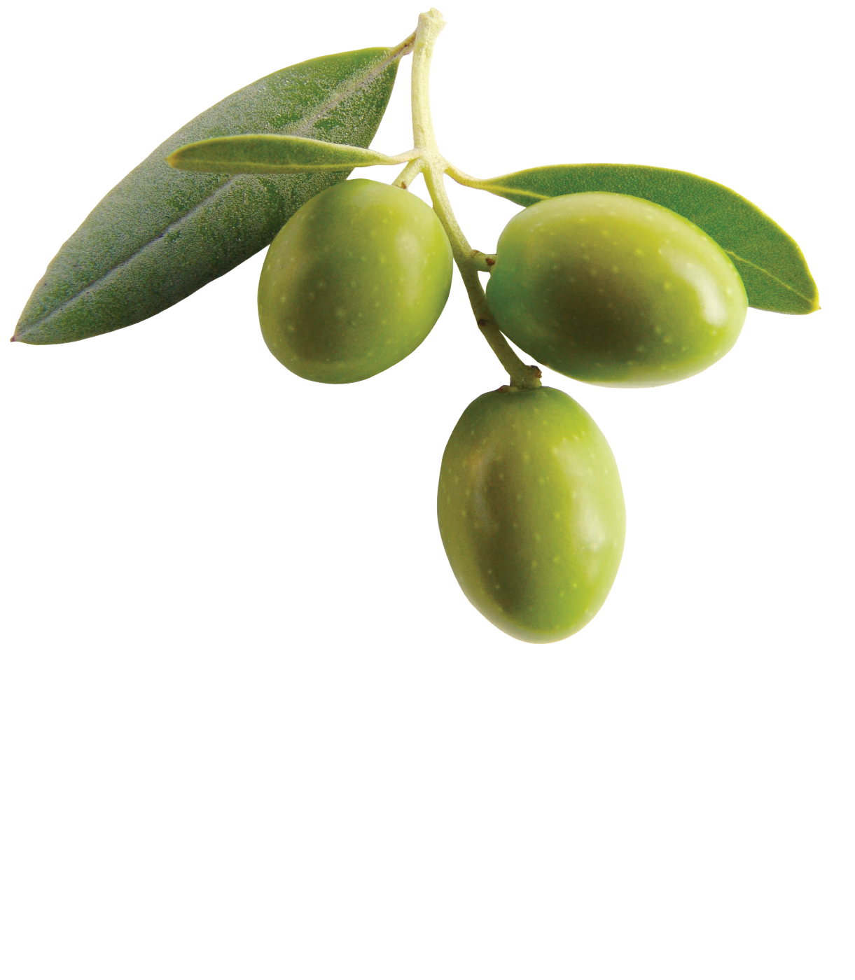 Olive PNG - 26795