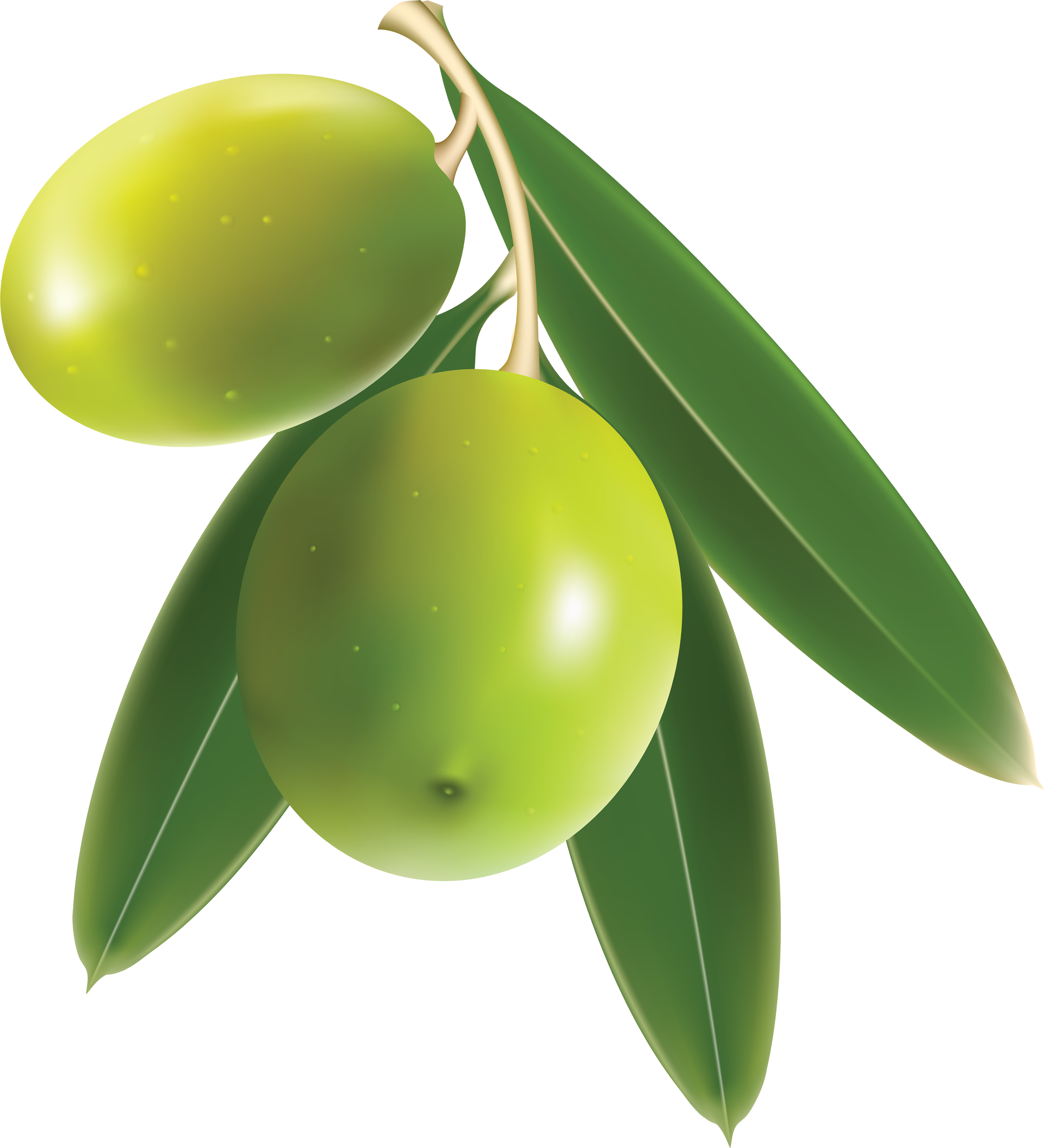 Olive PNG Transparent Image