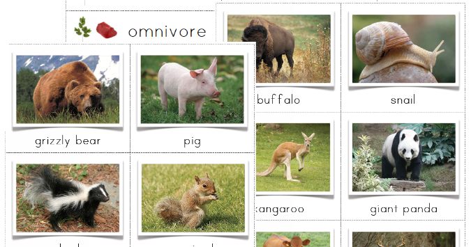 Omnivore Animals PNG - 77381
