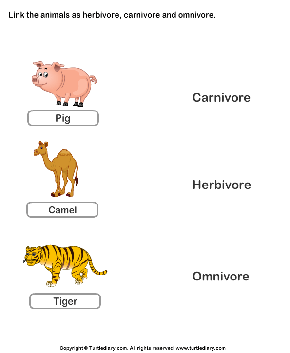 Omnivore Animals PNG - 77386