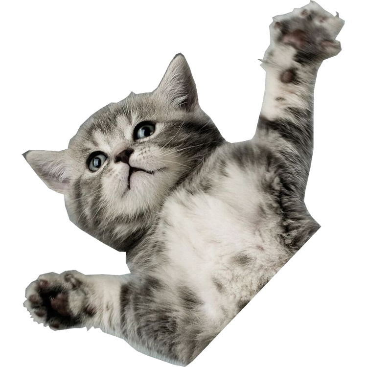 One Cat PNG - 154462