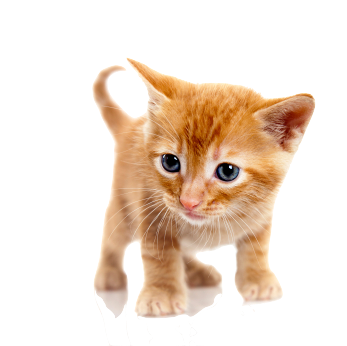 One Cat PNG - 154461