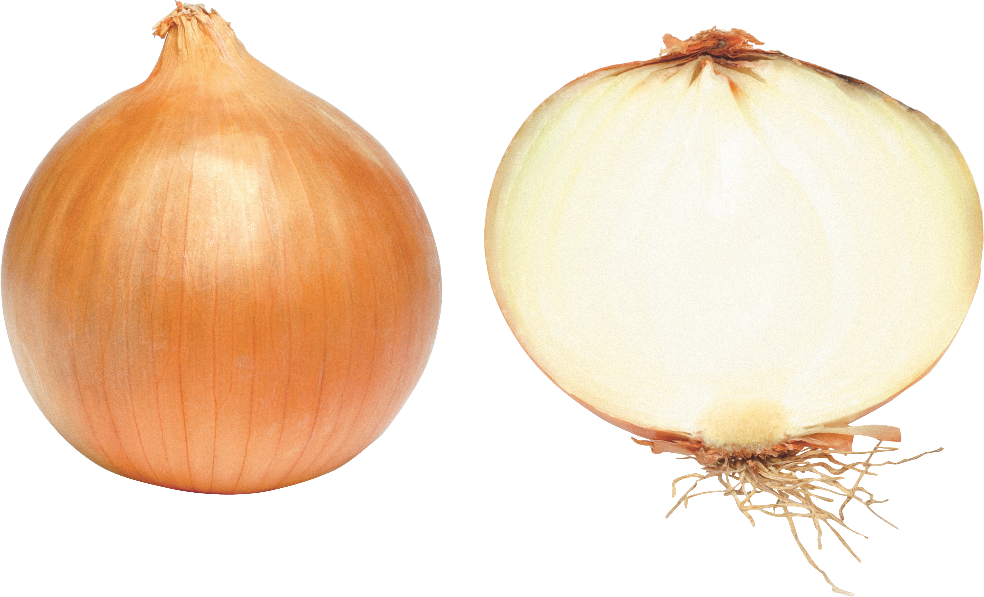 Onion PNG - 27708