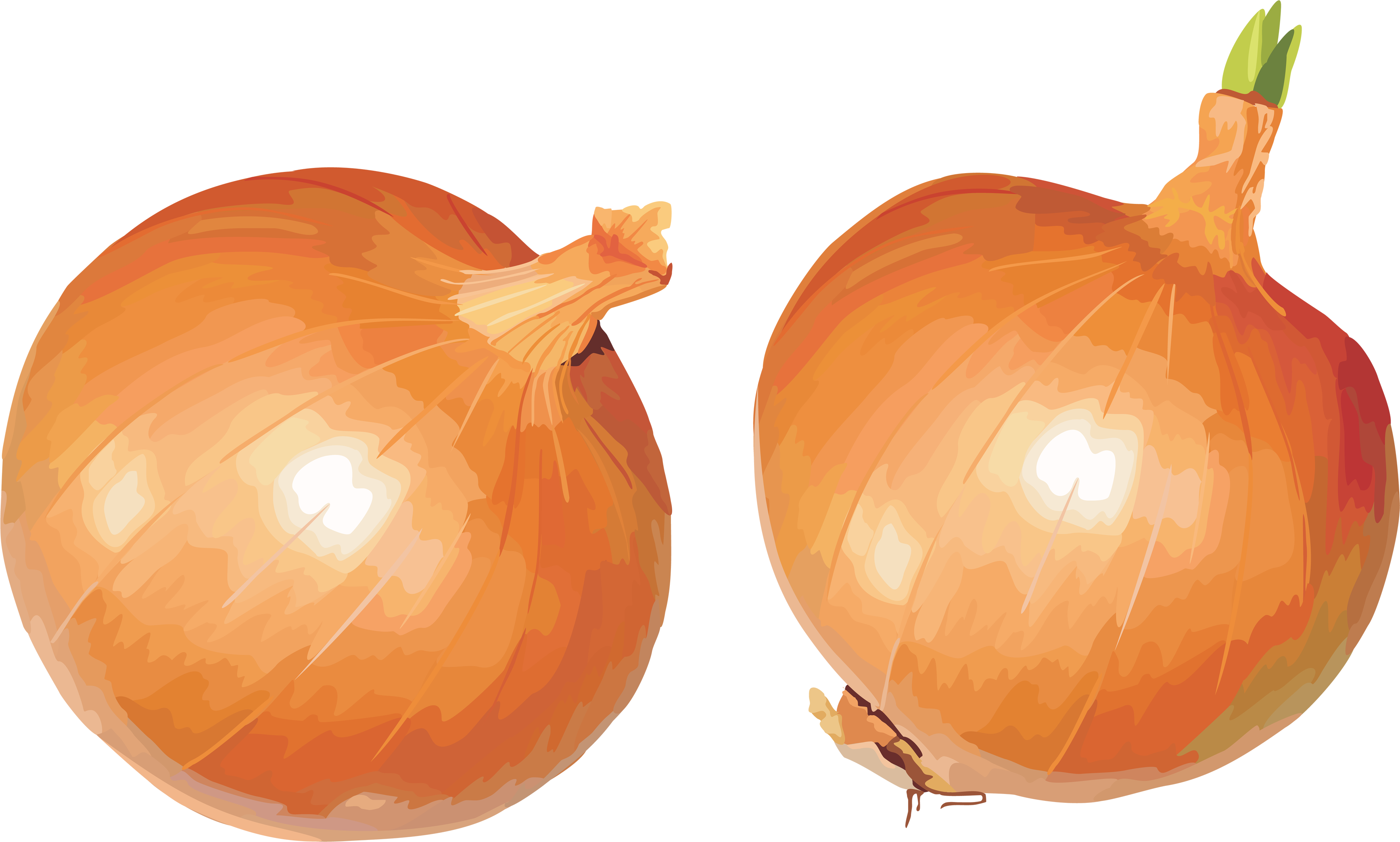 Onion PNG - 18491