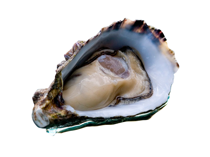 Open Oyster PNG-PlusPNG.com-7