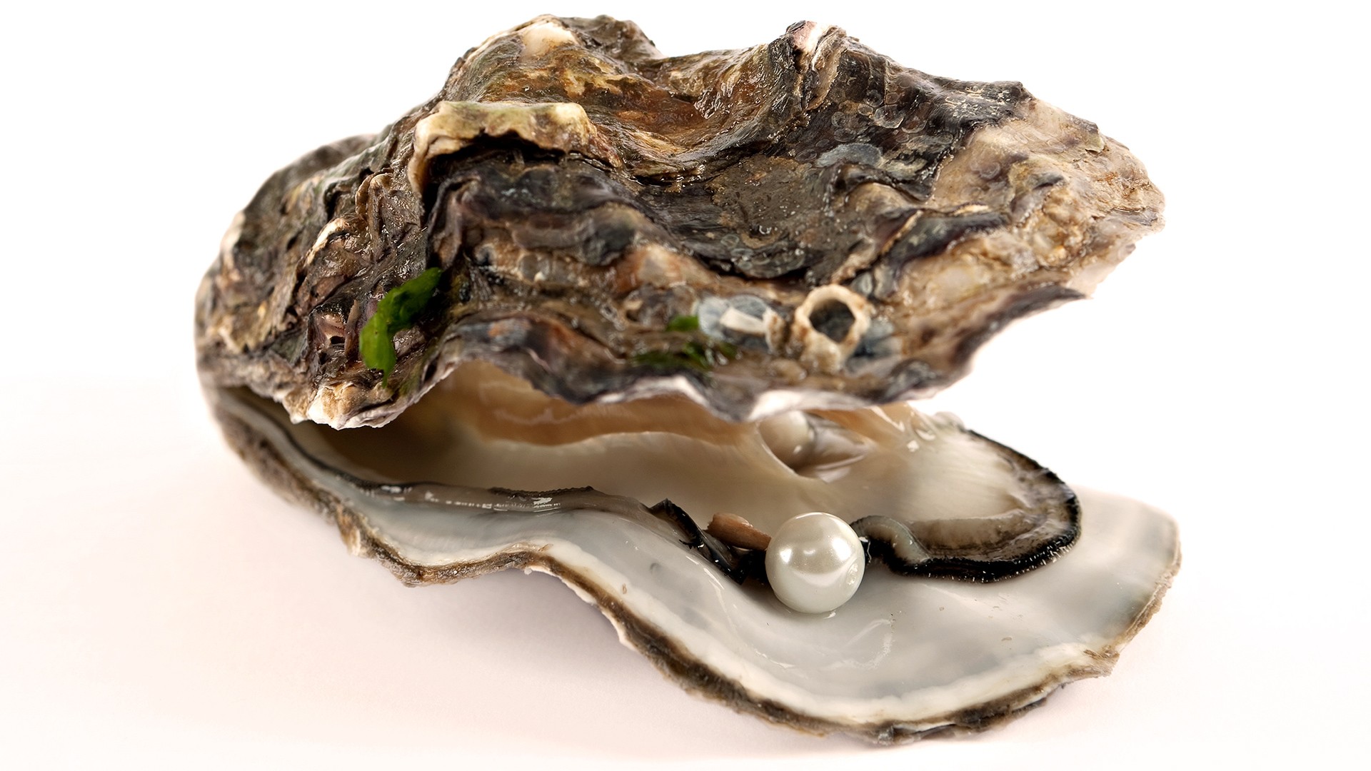 Open Oyster PNG - 73106