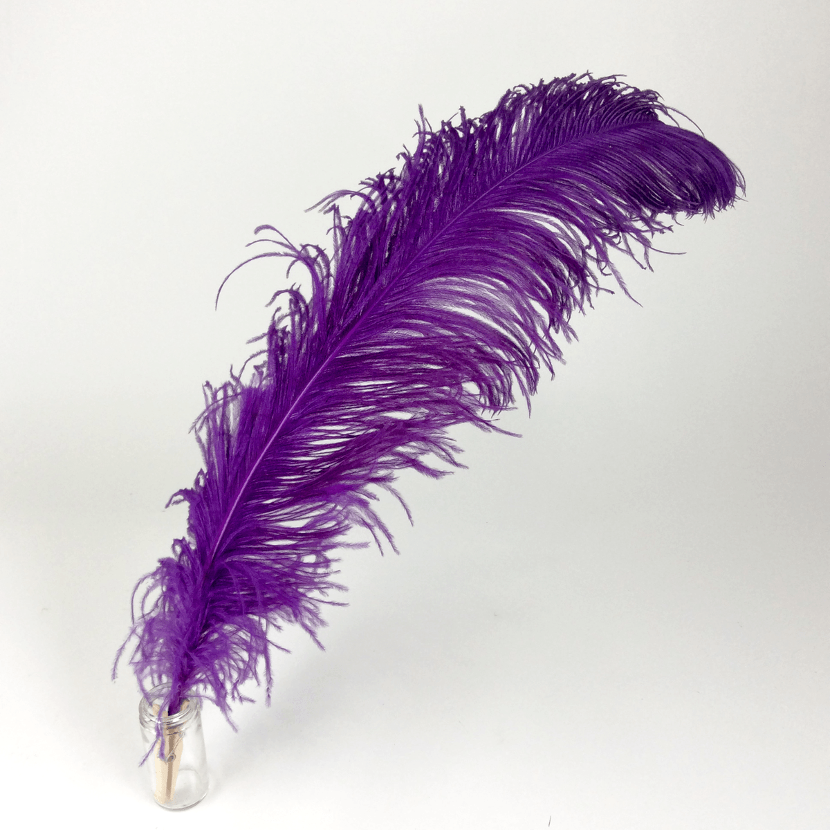 Ostrich Feather PNG - 72989