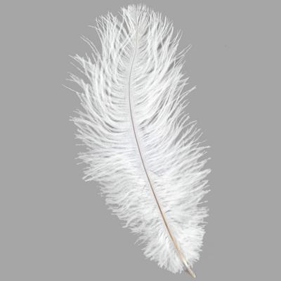 Ostrich Feather PNG - 72987