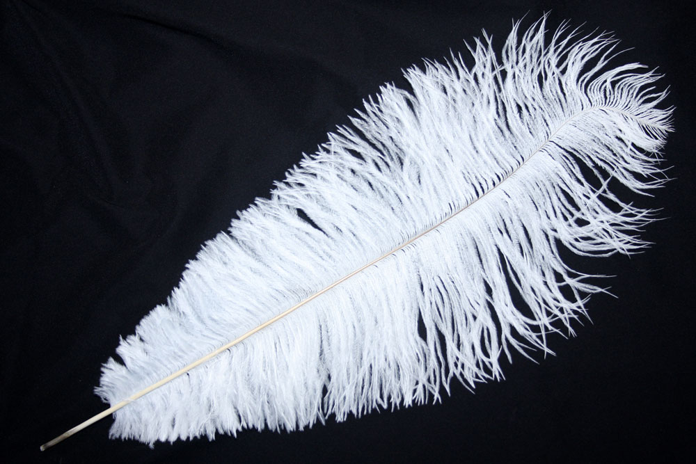 Ostrich Feather PNG - 72986