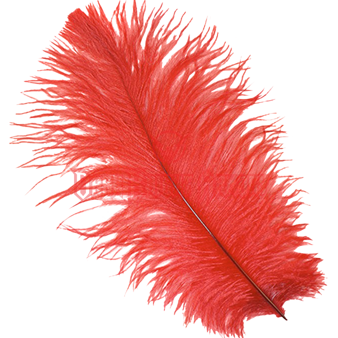 Ostrich Feather PNG - 72980