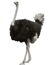 Ostrich HD PNG - 118174