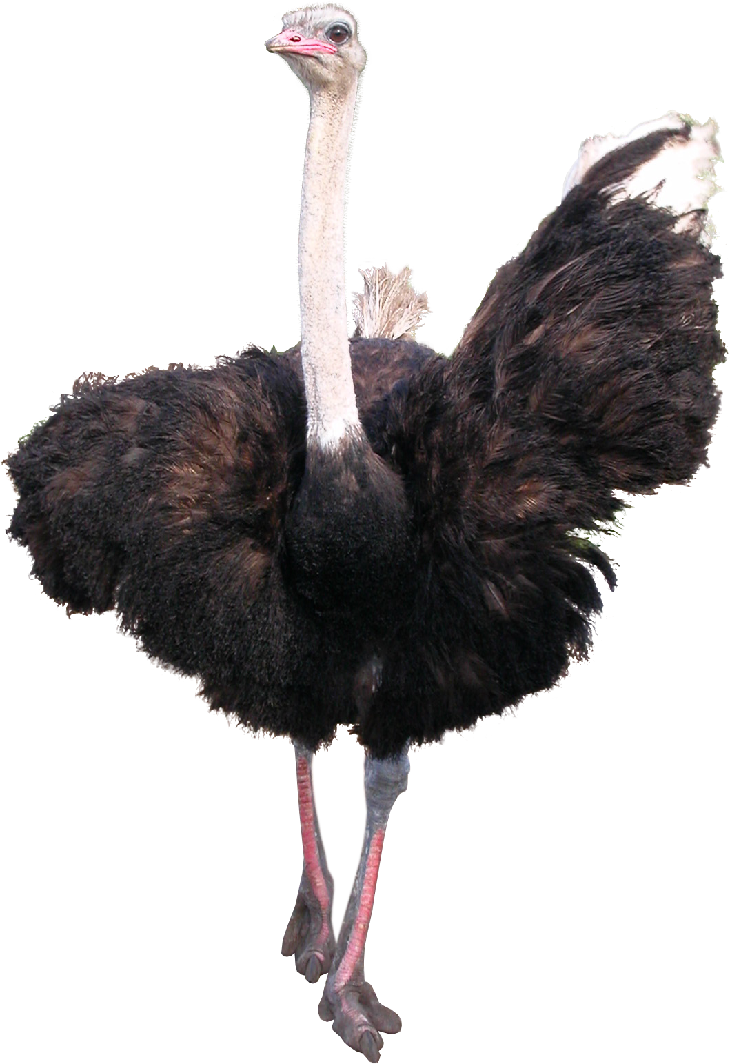 Ostrich HD PNG - 118179