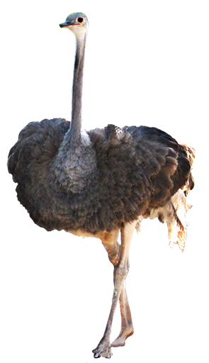 Ostrich HD PNG - 118173