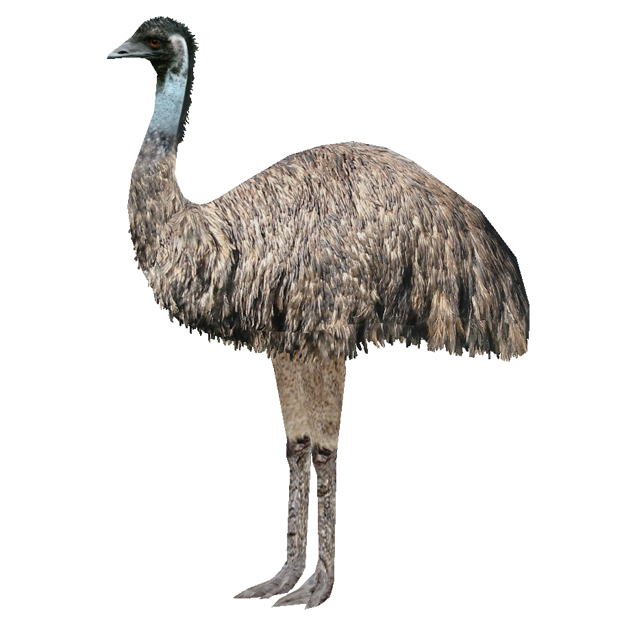 Ostrich HD PNG - 118175