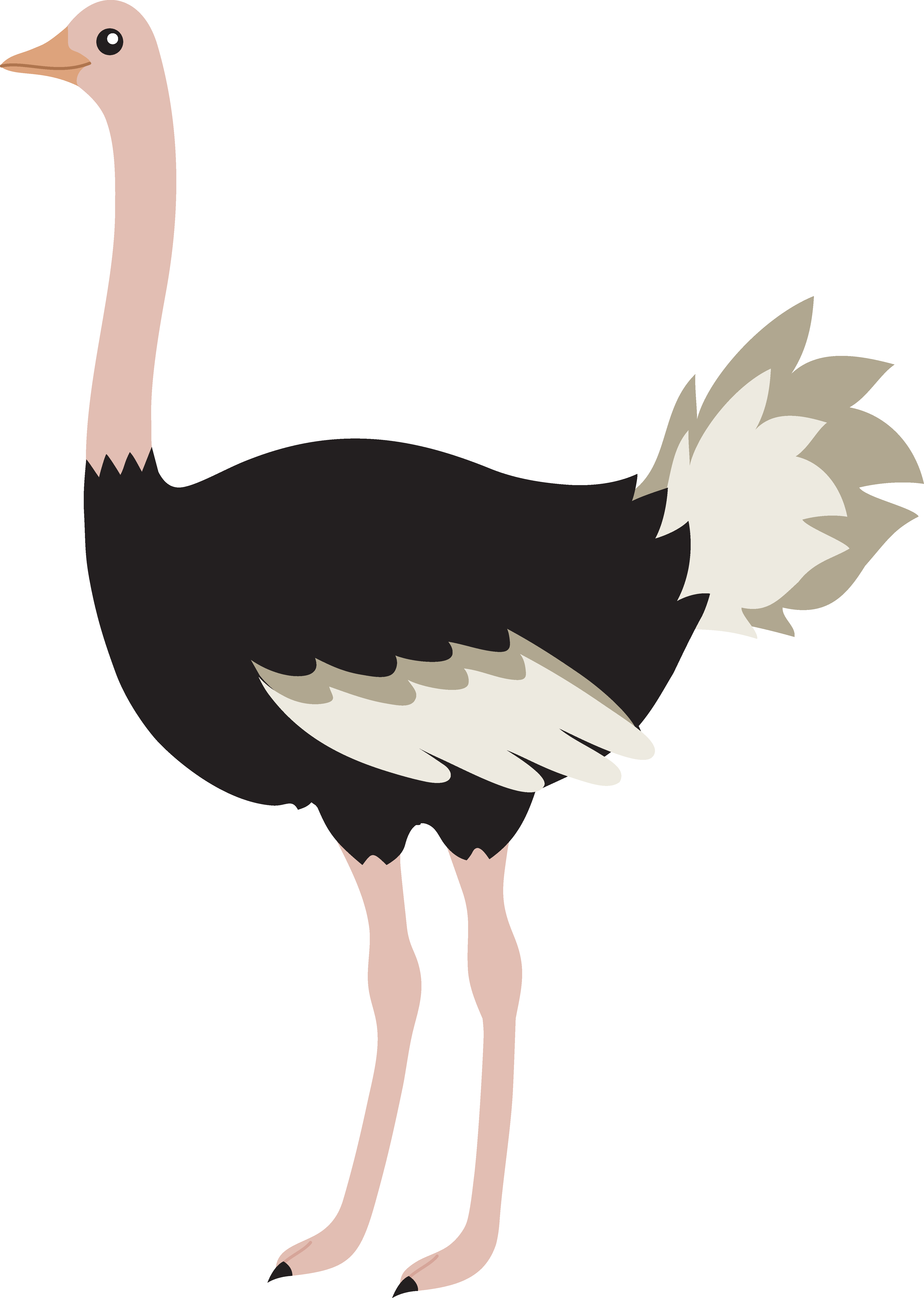 Ostrich HD PNG - 118176
