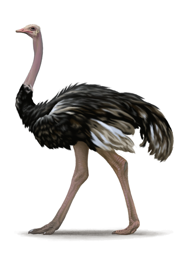 Ostrich Clipart 9