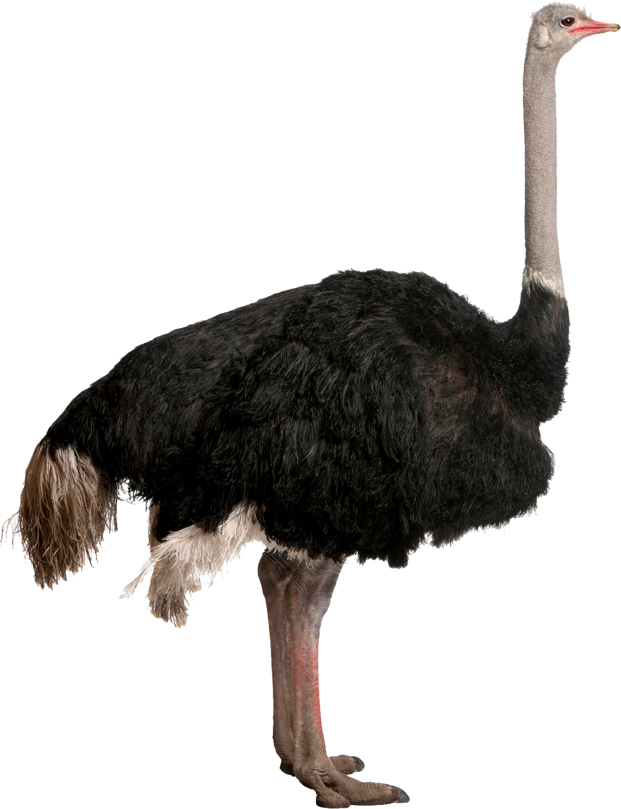 Ostrich Transparent