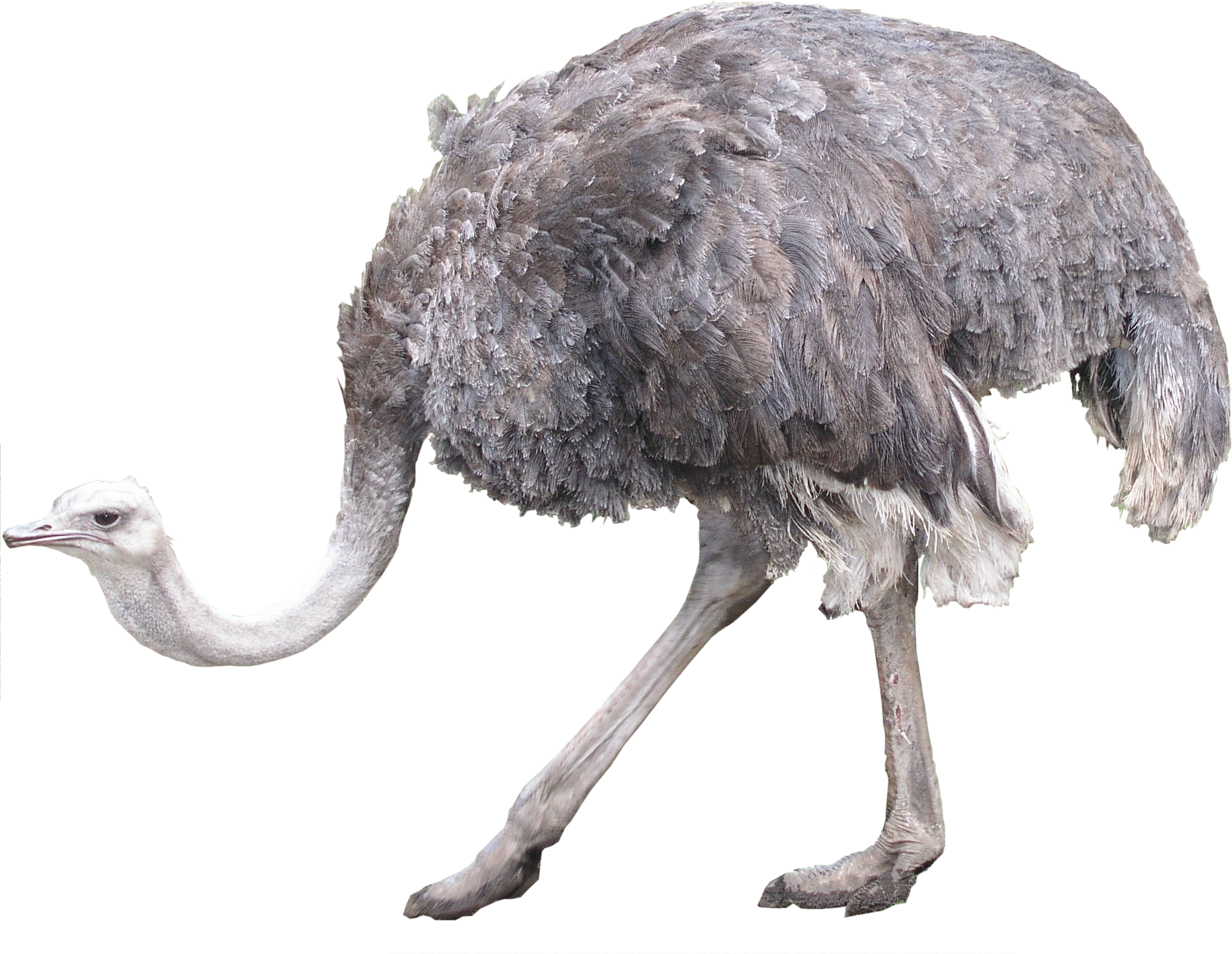 Ostrich HD PNG - 118172