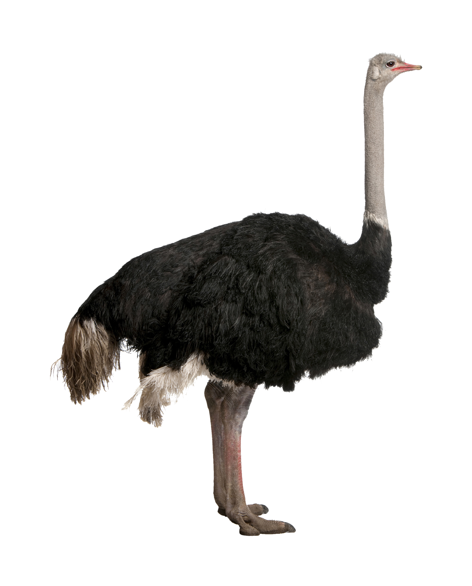Ostrich HD PNG - 118170