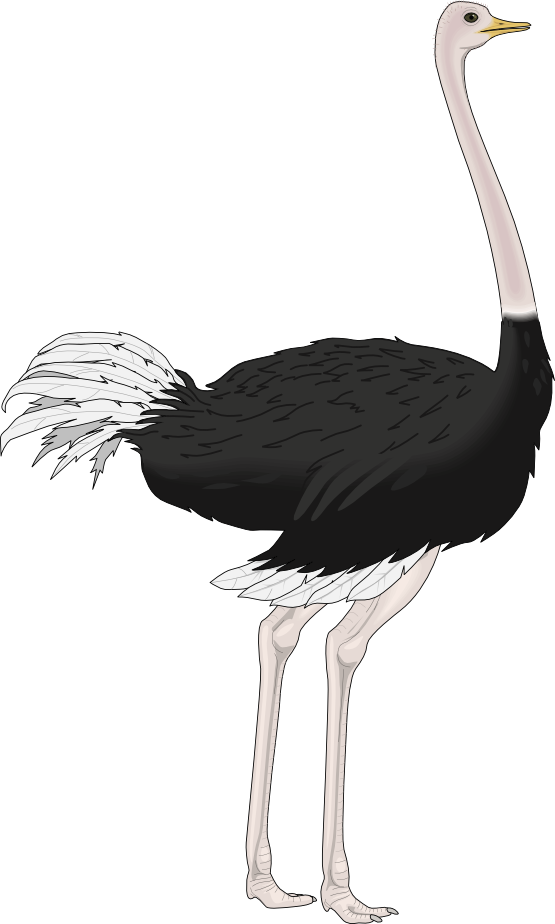 Ostrich HD PNG - 118171