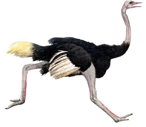 Ostrich Clipart 9