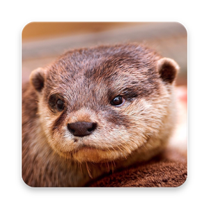 Otter PNG HD - 138686