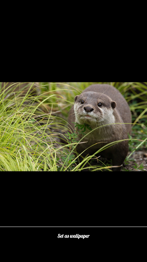 Otter PNG HD - 138681