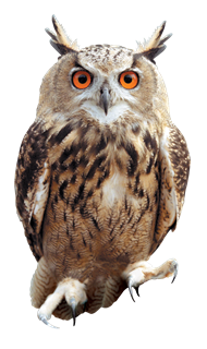 Owl HD PNG - 91452