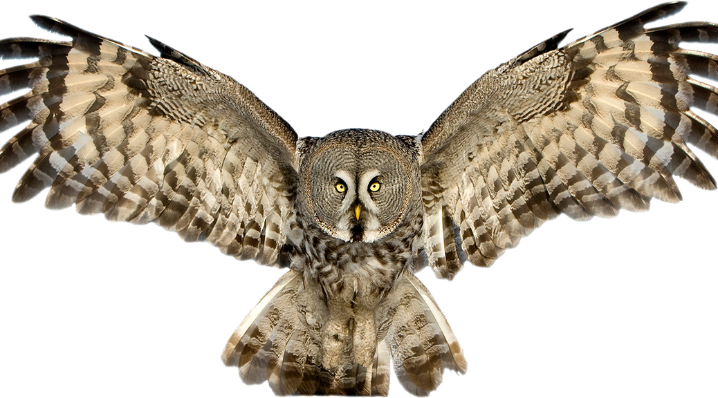 Owl HD PNG - 91447