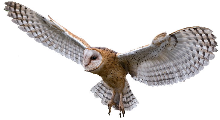 Owl HD PNG - 91448
