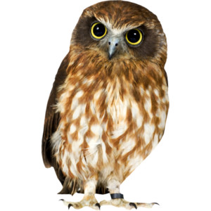 Owl HD PNG - 91444