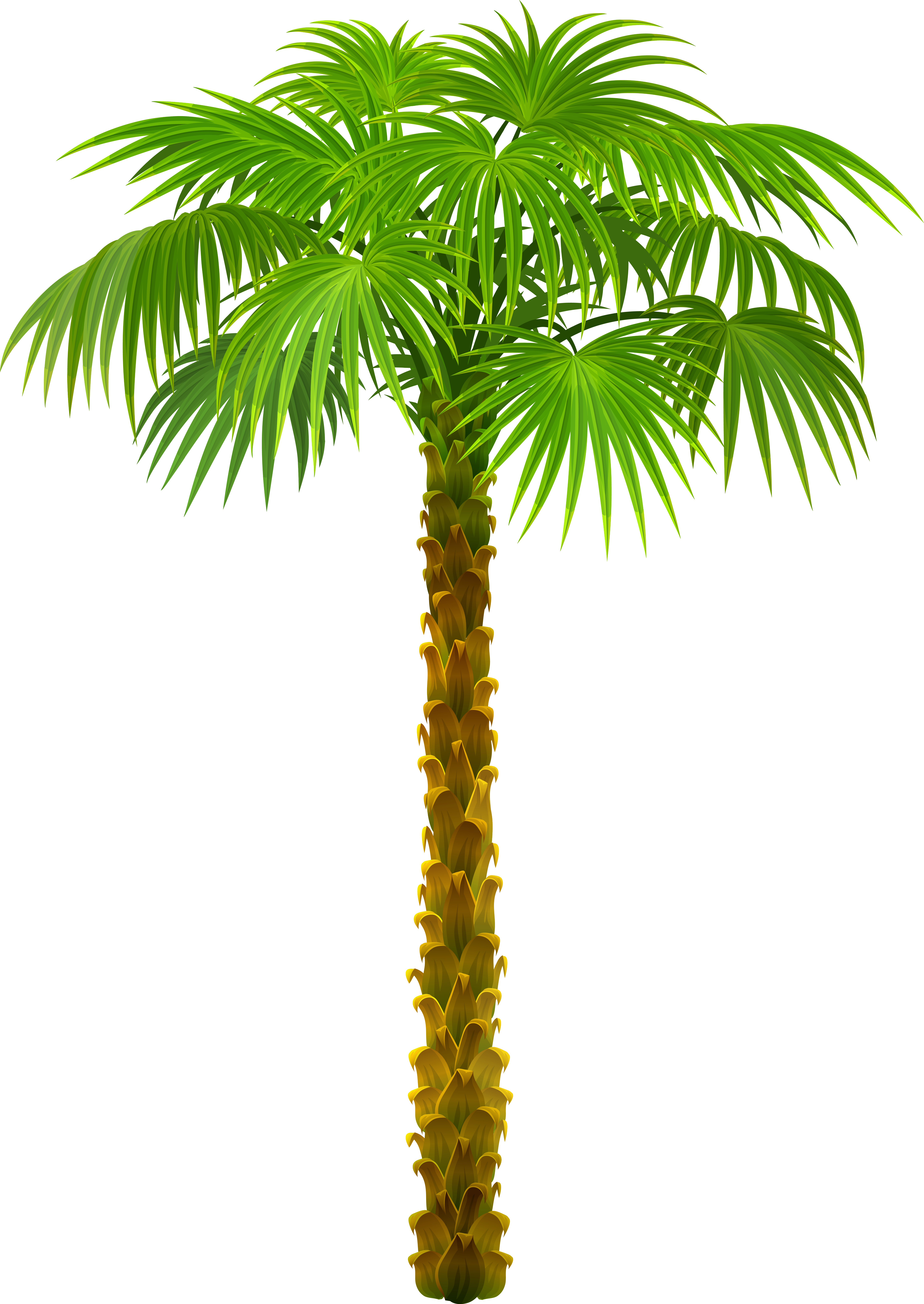 Palm Tree PNG - 10979
