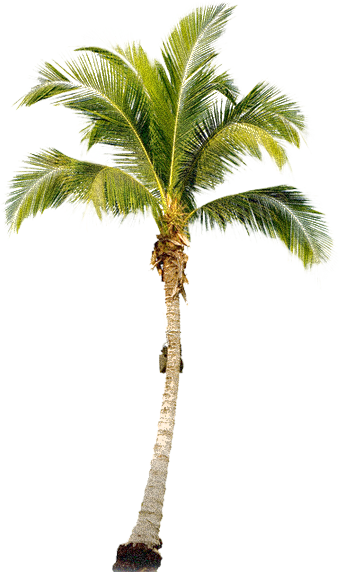 Palm Tree PNG - 10961