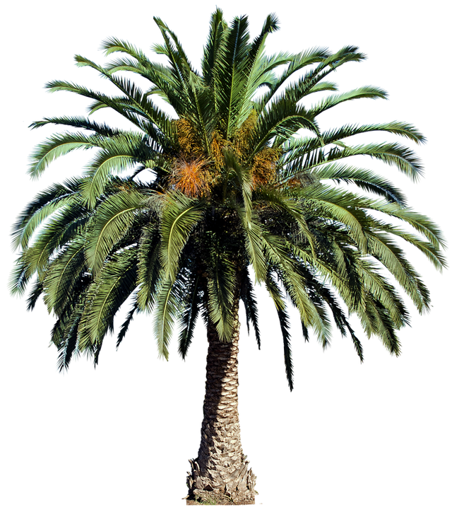 Palmtree HD PNG - 119939