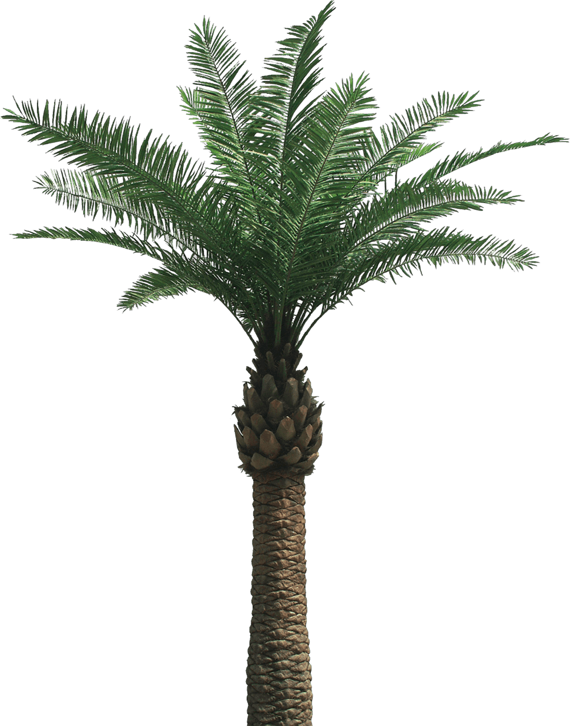Palmtree HD PNG - 119938