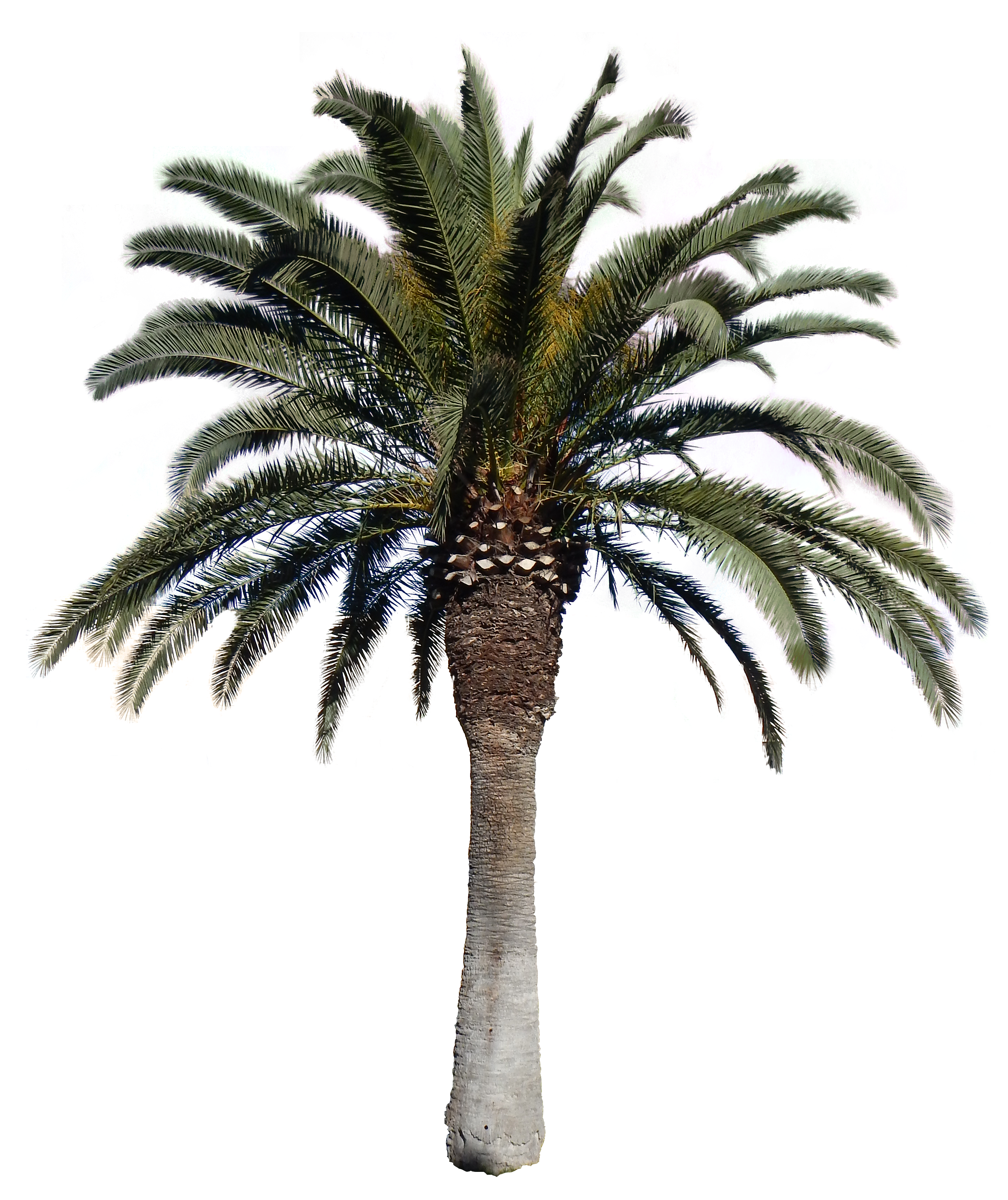 Palmtree HD PNG - 119930
