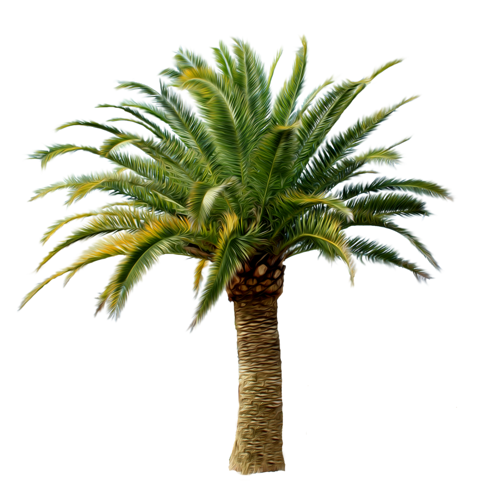 Palmtree HD PNG - 119932