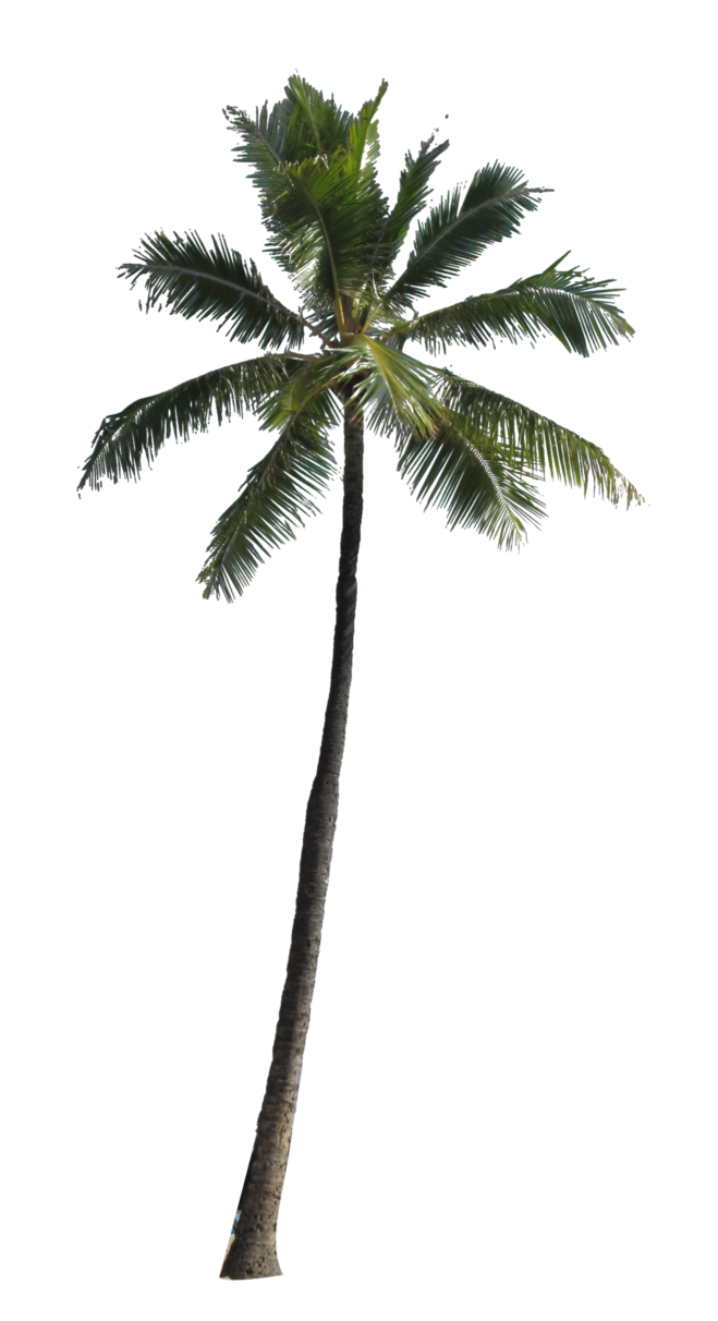 Palmtree HD PNG - 119927