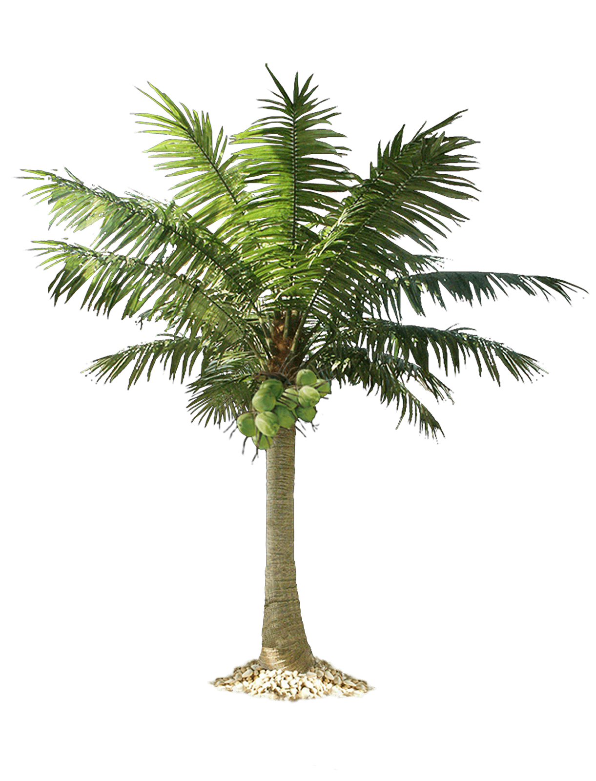 Palmtree HD PNG - 119937