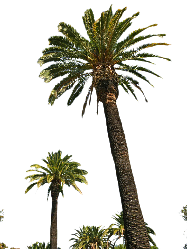 Palmtree HD PNG - 119934